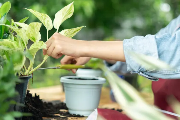 stock image gardening home. woman replanting green tree in home garden. flowerpots as hobby and relax. plant sales, house garden, jungle, gardener, flower decoration, freelance, home jungle,Garden, Floral decor.