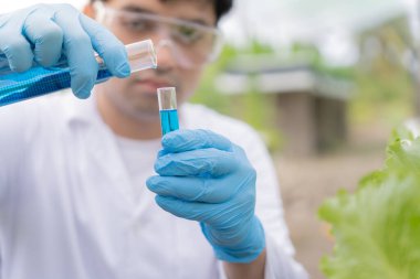 Organik tarım, salata çiftliği. Bilim çiftçileri ekme sırasında su koşullarını kontrol ediyorlar, böcek ilacı kalıntılarını kontrol ediyorlar. Hidrofonik sebze, Ekolojik Biyolojik, Sağlıklı, Vejetaryen, Ekoloji