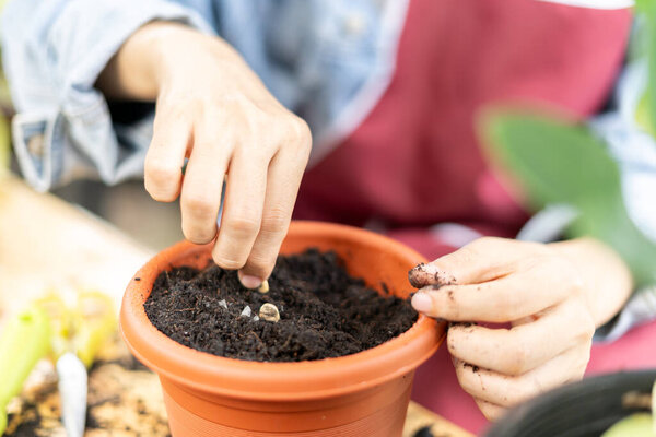 gardening home. woman replanting green tree in home garden. flowerpots as hobby and relax. plant sales, house garden, jungle, gardener, flower decoration, freelance, home jungle,Garden, Floral decor.