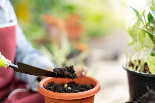 gardening home. woman replanting green tree in home garden. flowerpots as hobby and relax. plant sales, house garden, jungle, gardener, flower decoration, freelance, home jungle,Garden, Floral decor.