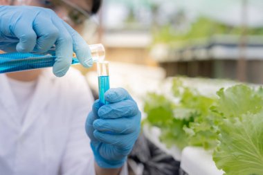 Organik tarım, salata çiftliği. Bilim çiftçileri ekme sırasında su koşullarını kontrol ediyorlar, böcek ilacı kalıntılarını kontrol ediyorlar. Hidrofonik sebze, Ekolojik Biyolojik, Sağlıklı, Vejetaryen, ekolog