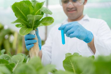 Organik tarım, salata çiftliği. Çiftçiler salata sebzelerini yağmurlu havada tahta kutulara hasat ederler. Hidrofonik sebzeler doğal olarak yetişir. sera bahçesi, Ekolojik Biyolojik, Sağlıklı, Vejetaryen, ekoloji