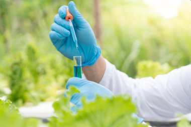 Organik tarım, salata çiftliği. Bilim çiftçileri ekme sırasında su koşullarını kontrol ediyorlar, böcek ilacı kalıntılarını kontrol ediyorlar. Hidrofonik sebze, Ekolojik Biyolojik, Sağlıklı, Vejetaryen, ekolog