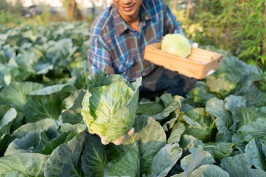 man farmer with fresh vegetables, cabbage harvest, natural selection, organic, harvest season, agricultural business owner, young smart framing, healthy lifestyle, farm and garden direct, non toxic