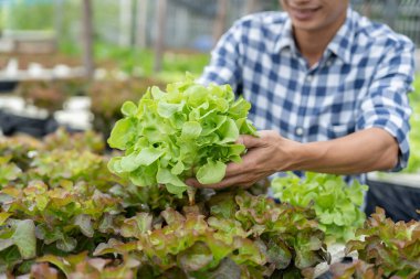 Organik tarım, salata çiftliği. Çiftçiler salata sebzelerini yağmurlu havada tahta kutulara hasat ederler. Hidrofonik sebzeler doğal olarak yetişir. sera bahçesi, Ekolojik Biyolojik, Sağlıklı, Vejetaryen, ekoloji