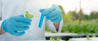 Organik tarım, salata çiftliği. Bilim çiftçileri ekme sırasında su koşullarını kontrol ediyorlar, böcek ilacı kalıntılarını kontrol ediyorlar. Hidrofonik sebze, Ekolojik Biyolojik, Sağlıklı, Vejetaryen, Ekoloji