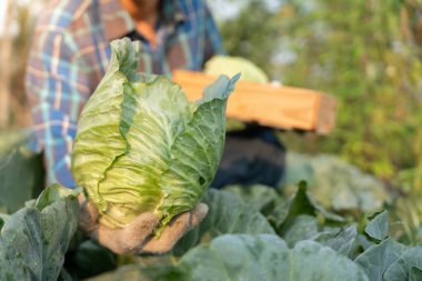 farmer show fresh vegetables and no chemical, cabbage harvest, natural selection, organic, harvest season, agricultural business owner, young smart framing, healthy, farm and garden direct, non toxic
