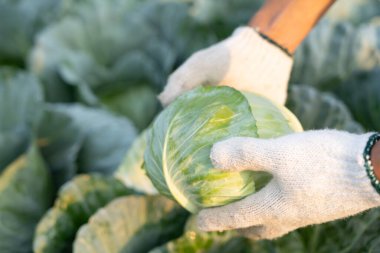 man farmer with fresh vegetables, cabbage harvest, natural selection, organic, harvest season, agricultural business owner, young smart framing, healthy lifestyle, farm and garden direct, non toxi