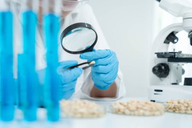 Bilimadamları, laboratuvarda meyve ve tahıl kalıntıları üzerindeki kimyasal maddelerin fiziksel etkilerini kontrol etmek için büyüteç kullanıyorlar. Kimyasal kalıntıların konsantrasyonunu inceleyin, standart, yasaklanmış bulunun 