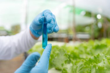 Organik tarım, salata çiftliği. Bilim çiftçileri ekme sırasında su koşullarını kontrol ediyorlar, böcek ilacı kalıntılarını kontrol ediyorlar. Hidrofonik sebze, Ekolojik Biyolojik, Sağlıklı, Vejetaryen, Ekoloji