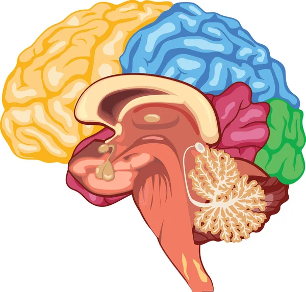 有色彩的人脑 — 图库矢量图片
