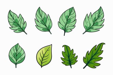 El çizimi vektör yaprakları. Tasarım için tropikal bitki çizimi.