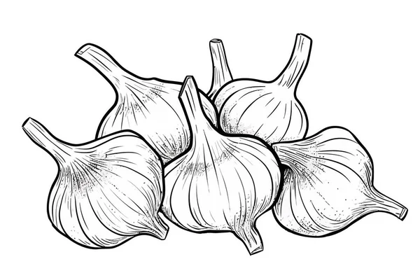 Garlic Onion Parsley Fennel Illustration Vector White Background — Stock Vector
