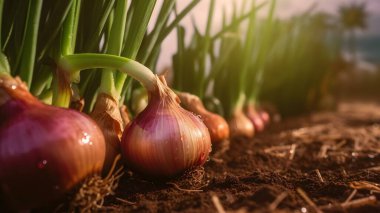 Yeşil arka plandaki taze soğanı kapat. Toprakta taze soğan yetişiyor.. 