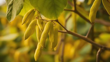Bahçedeki bir ağacın yeşil yaprakları 