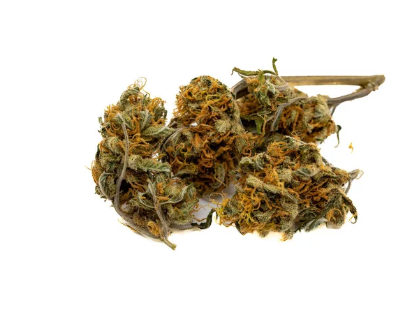 Gedroogde Cannabis Bloem Geïsoleerd Witte Achtergrond — Stockfoto
