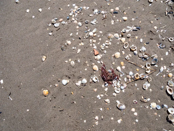 Mušle Břehu Pláži Severním Moři — Stock fotografie
