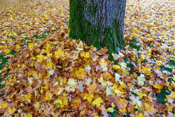 树叶躺在树干上 — 图库照片