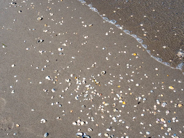 Shells Lie Sandy Beach — Stock Photo, Image