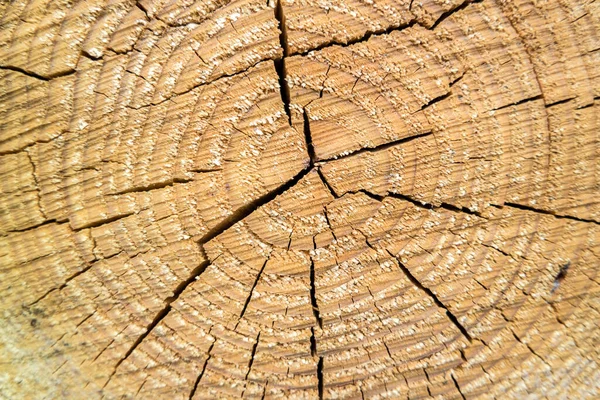 Rachaduras Tronco Árvore Através — Fotografia de Stock