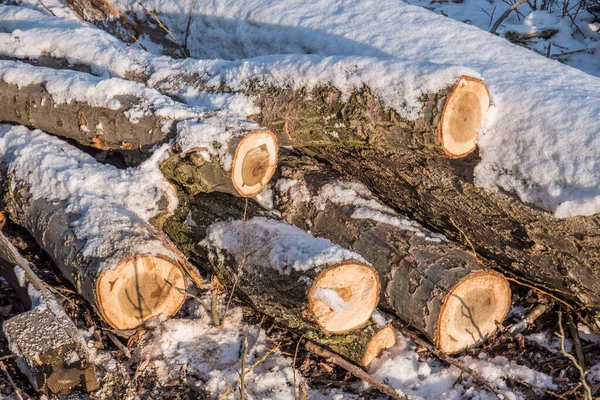 Kış Için Karlı Odun — Stok fotoğraf