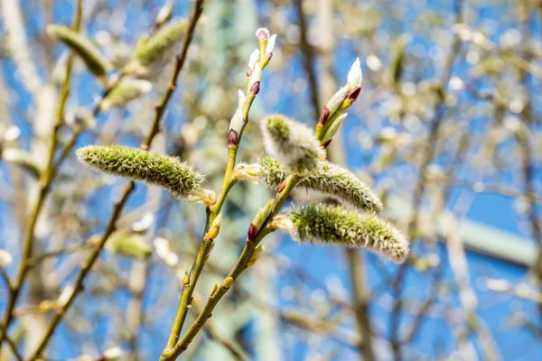 Hazelnut bush flowers in spring