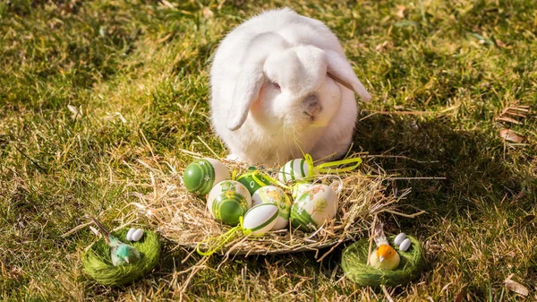 Bahçesinde Paskalya Olan Beyaz Tavşan — Stok fotoğraf