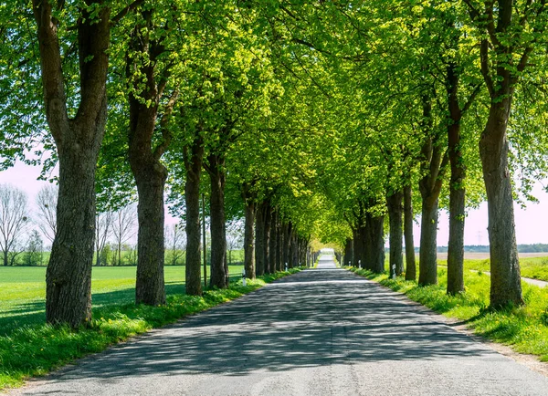 Stock image alley in the park with Street