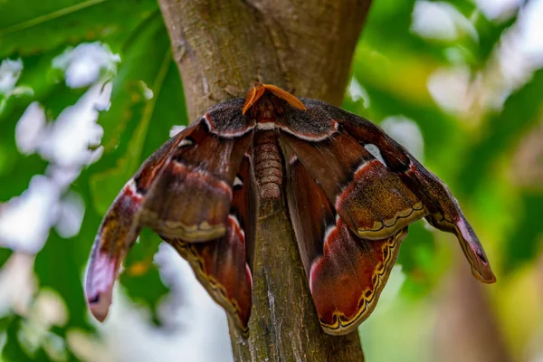 Piękny Attacus Atlas Motyl Owad — Zdjęcie stockowe