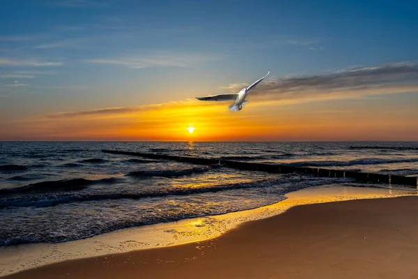 Закат Пляже Чайкой — стоковое фото
