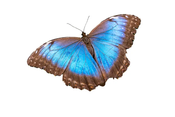 Blauwe Morpho Vlinder Witte Achtergrond — Stockfoto