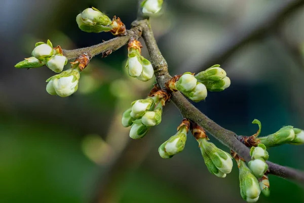 Branch Tree Spring — Stock Photo, Image