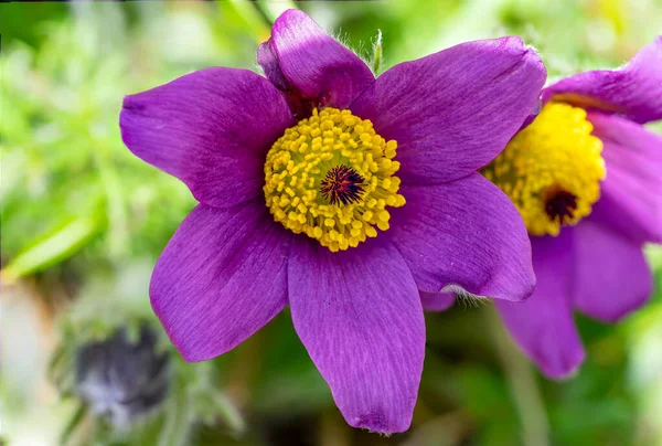Suntikan Makro Dari Bunga Pasque Lilac — Stok Foto