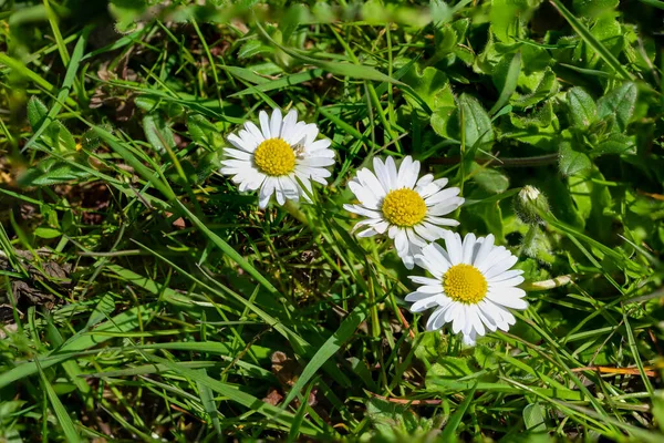 Macro Shot Daisy Flower — Stock Photo, Image