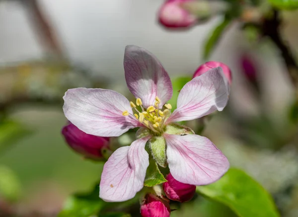Макрознімок Цвітіння Яблук Навесні — стокове фото