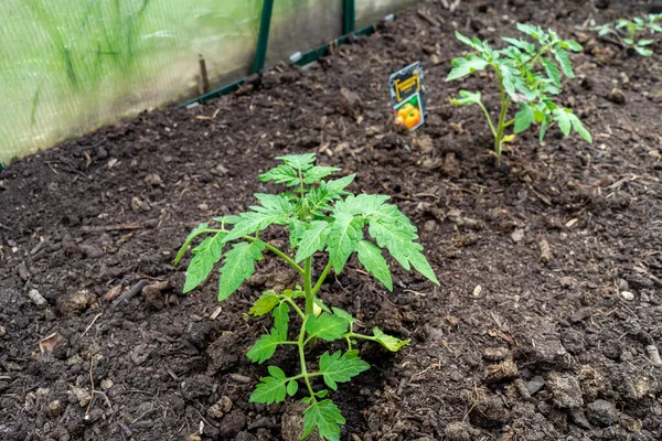 Planta Tomate Joven Invernadero — Foto de Stock