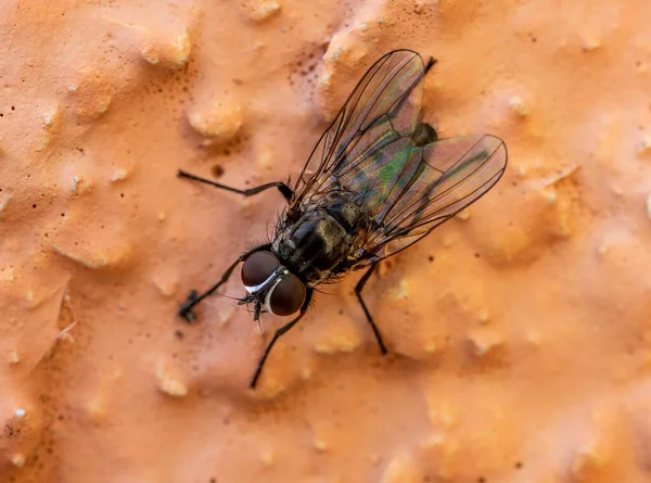 Macro Shot Huisvlieg Insect Dier — Stockfoto