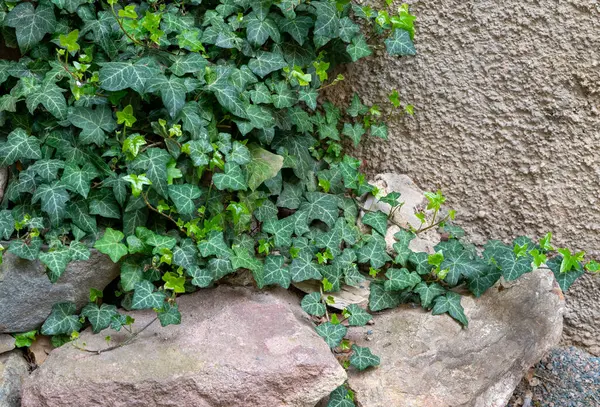 stock image ivy growing on a wall