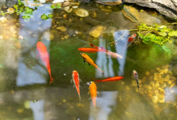園内の池では金魚やシュウブキンが泳ぐ — ストック写真