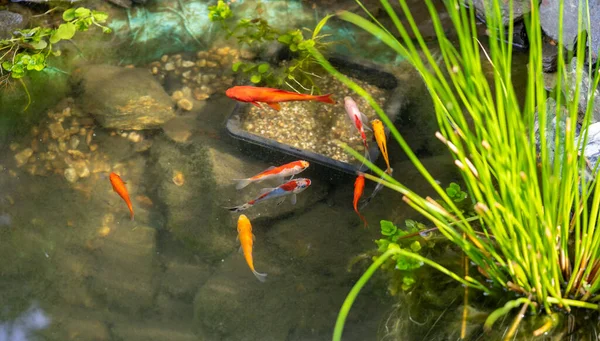 庭の池で泳ぐパノラマ魚 — ストック写真