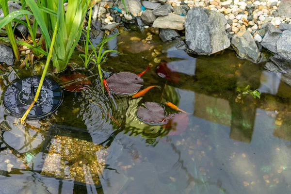 庭の池で泳ぐ金魚 — ストック写真