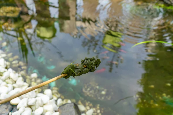 花园池塘里的苔藓瘟疫 — 图库照片