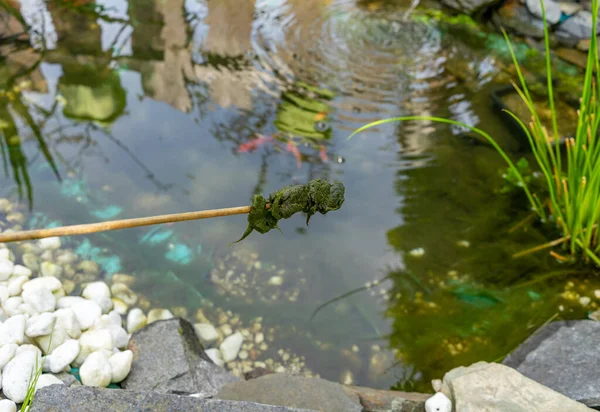 庭の池の緑の糸藻類の疫病 — ストック写真