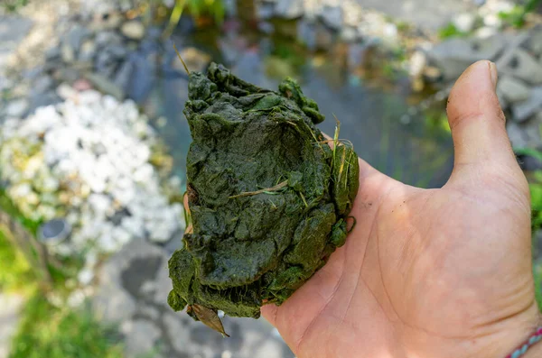花园池塘里的藻类瘟疫 — 图库照片