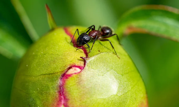 Macro Shot Ant Flower — Stock Photo, Image