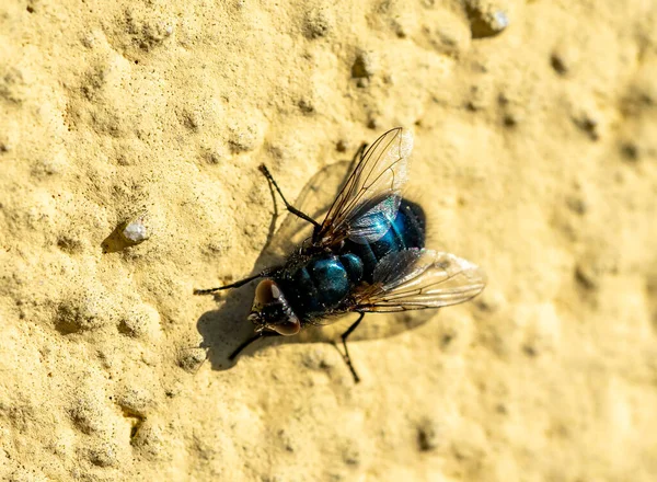Macro Shot Huisvlieg Insect Dier Muur — Stockfoto