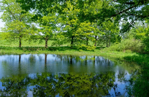 Reflexion Von Bäumen Wasser — Stockfoto
