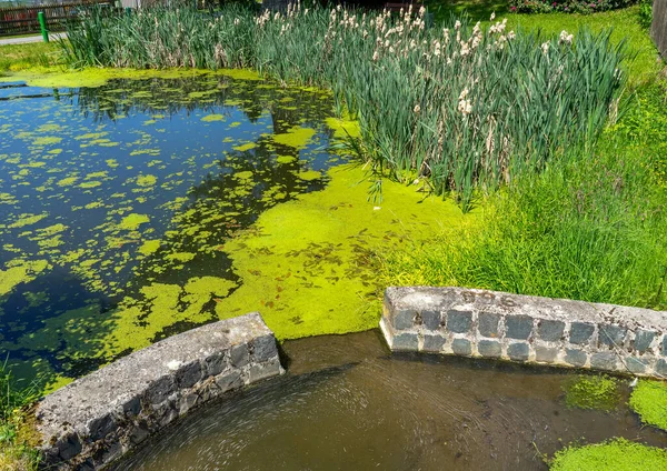 Teich Mit Pflanzen Park — Stockfoto