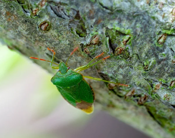 Macro Shot Green Shield Beetles — Stock Photo, Image