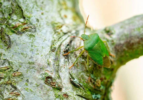 Macro Tiro Escarabajos Escudo Verde — Foto de Stock